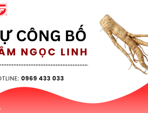Hồ sơ tự công bố sâm Ngọc Linh gồm những gì?